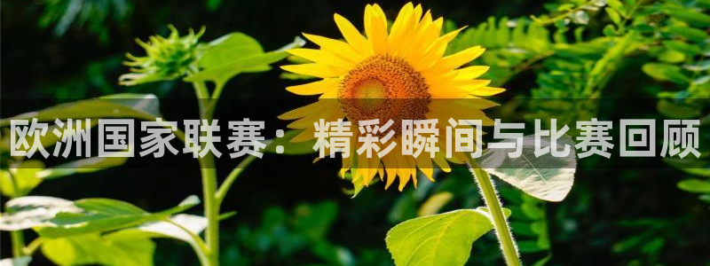雨燕360直播体育免费观看直播