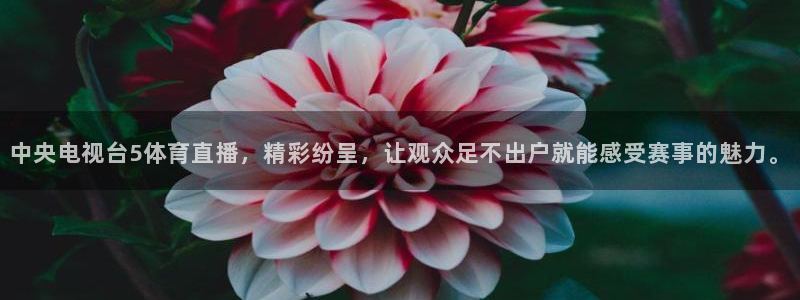 雨燕360直播足球高清直播