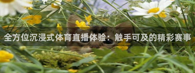 雨燕360直播足球