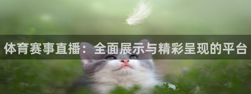 雨燕360直播nba比赛回放