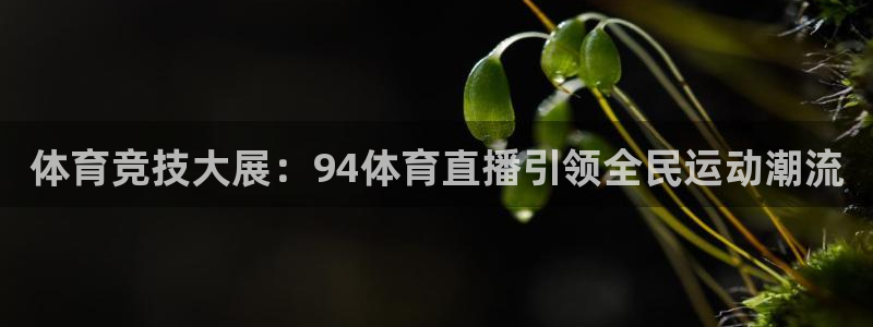 雨燕360直播nba高清