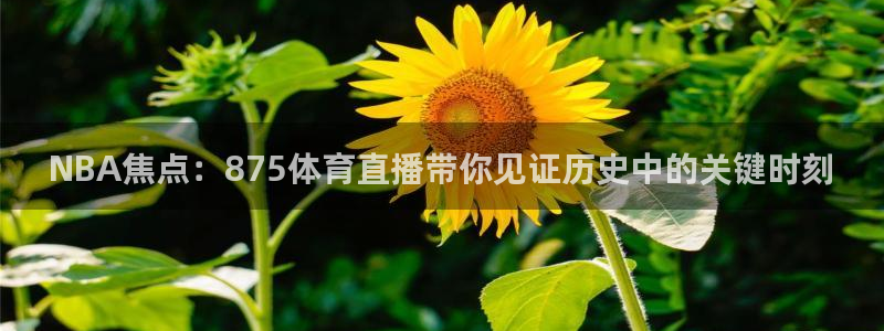雨燕360直播足球高清直播